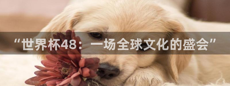 世俱杯直播:“世界杯48:一场全球文化的盛会”